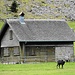 Auf der Seealp: Wo sonst der Bless wacht, sorgt jetzt die Gams für Ordnung.