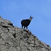 Die Gams an den Felsen des Öhrli. Neugierig beobachtet sie die beiden Berggänger. Heute waren die Menschen in der Unterzahl. 