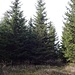 Gipfelfoto Hirschkopf ( 1264m )