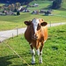 Kuh mit Oberei im Hintergrund