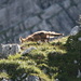 A fox at Tieralpeli (even the hunters I met later were surprised that I saw a fox at this altitude)