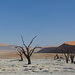 Tote Bäume vor der Weite der Wüste