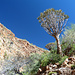 Köcherbaum im Canyon vor stahlblauem Himmel und winterkalter Luft