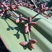 Welwitschia-Früchtchen