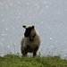 A sheep standing in front of Glattalpsee …