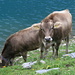 ... and two cows standing in front of Glattalpsee