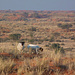 Zwei Schafe vor den roten Kalahari-Dünen