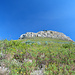 Fynbos und Löwenkopf