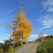 Herbstfarben bei Steinenbach