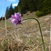 Allium (Lauch) im feuchten Flachmoor unterm Brandner Golm