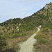 Panoramaweg am Epomeo