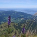Schöne Aussichten auf dem Bockmattli: Links der Wägitaler-, rechts der Zürichsee