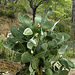 Cactus sur la presqu'ile de Gelidonia (image de Tony)