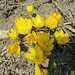 Krokusse im November erwecken Frühlingsgefühle