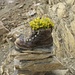 Blumen im Schuh (Foto: Christian Demmer)