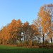 Herbstbäume an der Feldkante