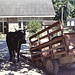 1990  gab es auf La Digue kein einziges Auto,der Transport erfolgte ausschliesslich mit Ochsen