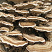 Funghi sulla corteccia di un castagno