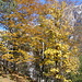 Herbstlicher Wald im Vomper Loch