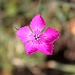 <b>Fra tanto giallo, un tocco di magenta non guasta.</b>