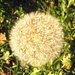 Pusteblume im November