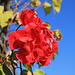 Wie lange werden wohl die Amdener Rosen heuer noch blühen?