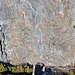 Nadelbäume im Tarnmodus
