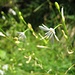 Zartes Blütenweiß in Pastellgrün: Die ästige Graslilie (Anthericum ramosum)