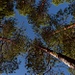 one of my favourite combinations: pines and blue sky