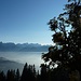 ein mächtiger Laubbaum auf der Plansott Alpe