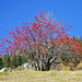 Mehlbeerbaum auf der Höhe von Zienhiischinu