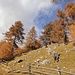 wir geniessen den nun gut zur Geltung kommenden farbenprächtigen Herbstwald ob Fuldera ...