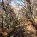 <b>Il sentiero sale gradualmente in un bosco misto di betulle e roverelle, fra affioramenti di rocce silicee.</b>