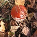 Un Amanita Muscaria senza puntini.