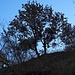 Maulbeerbaum