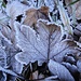 frostige Bereicherung des Herbstlaubes