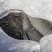 ... und bis ins Detail der zwei verschiedenen Eisflächen