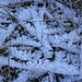 zwischenzeitlich wirkt's sehr winterlich