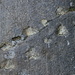 Dinosaur tracks, there are lots of them at Steingrueben