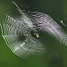 A spider web which I almost destroyed