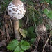 Lepiota Procera