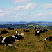The cows taking an after-lunch nap
