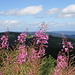 Fireweed (Epilobium angustifolium, Schmalblättriges oder Wald-Weidenröschen), these flowers were about 1.5 meters tall!