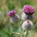 Woolly thistle (Cirsium eriophorum, Wollkopf-Kratzdistel), they also get up to 1.5 meters tall