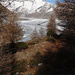 L'automne a déposé un tapis d'aiguilles oranges le long du glacier d'Aletsch