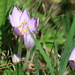 Sorry crocus, but this is the wrong season<br />(they usually bloom in spring or fall, but not in summer – or is it really fall already?) 