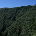 Komplett bewaldeter Abhang im Valle di Sementina.