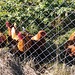 auf Schürliacher kamen die Hühner angerannt, um den speziellen Vierbeiner aus der Nähe zu betrachten