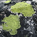Die [http://de.wikipedia.org/wiki/Landkartenflechte Landkartenflechten] begleiten uns ständig im Gebirge. Link: [http://de.wikipedia.org/wiki/Landkartenflechte Rhizocarpon geographicum]