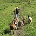 Un bout de chemin en compagnie du troupeau de chèvres